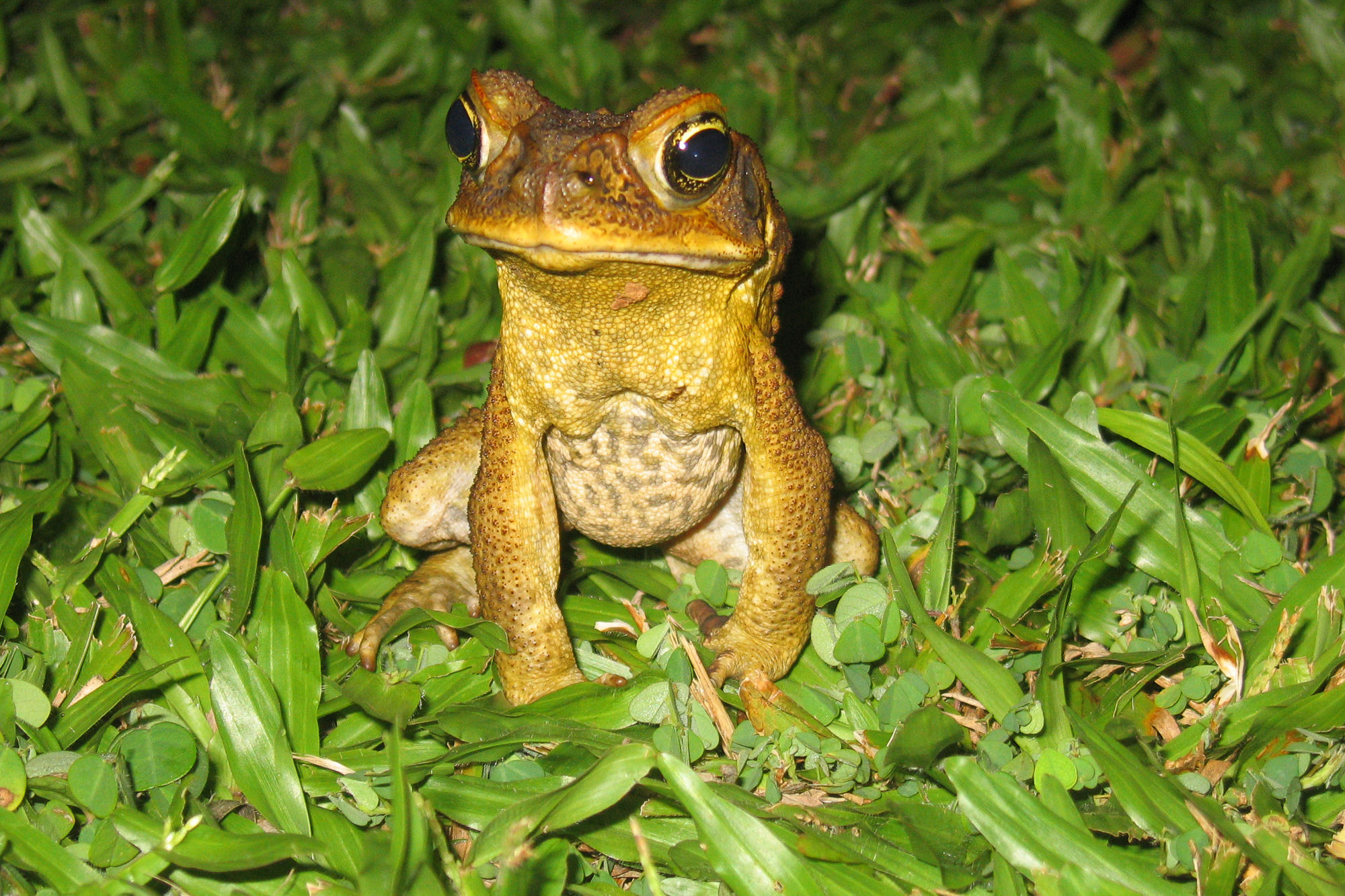 Toad